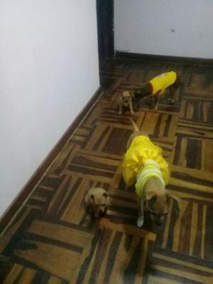 Cachorros Chihuahua