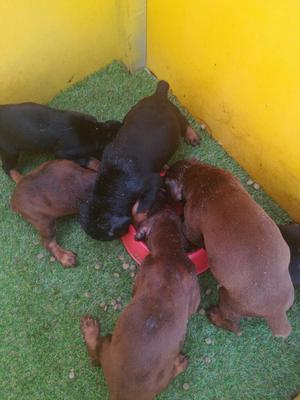 Cachorros Doberman Puros