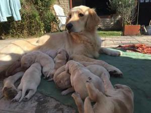 Cachorros Golden Retriever