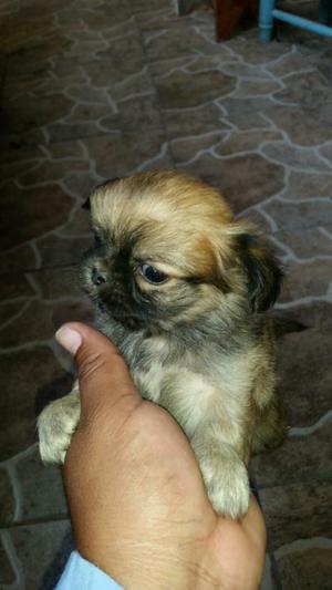 Cachorros Pekines