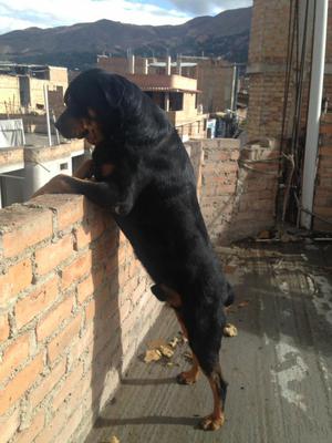 Cachorros Rottweiler