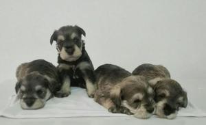 Cachorros Schnauzer