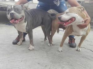 Cachorrospuppies Pitbull X Bully Tricolorpadre con pedigree