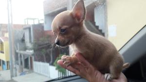 Chihuahua Hermoso Cachorrito Super Toy