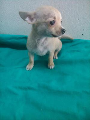 Chihuahua Macho Y Hembrs