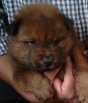 Chow Chow