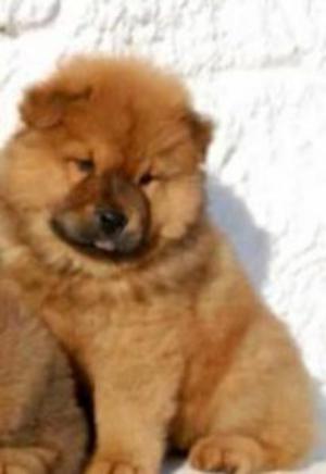 Chowchow