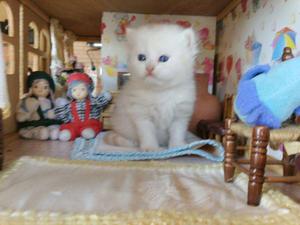 GATOS PERSAN DOLL FACE HERMOZOS BLANCOS PERLAS Y CHAMAPNG Y