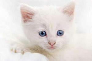 Gatitos Albinos Cruce Angora en Adopción
