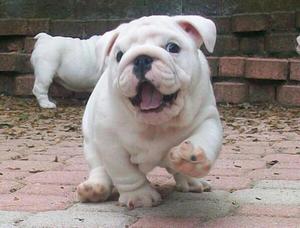 Hermosos Cachorros Bulldog Inglés