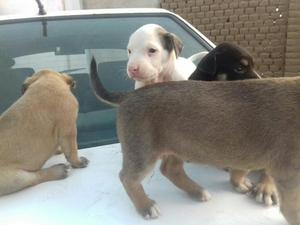 Lindos Cachorritos Pitbull con Dogo