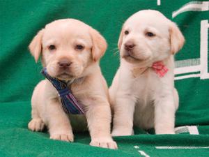 Lindos Cachorros Labrador Vacunados