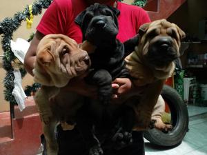 Lindos Sharpei