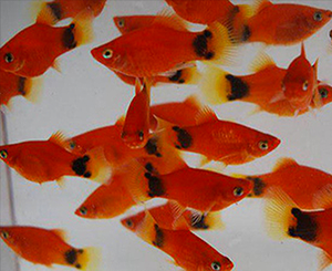 PECES PLATYS MICKY CORAL