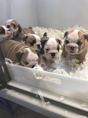 Perritos bulldog inglés de 2 meses en adopcion