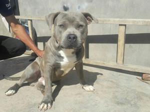 Pitbull Bluenose Servicio de Monta