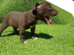 Pitbull Red Nouse