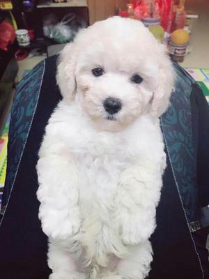 Poodle Mini Hermosos Cachorros