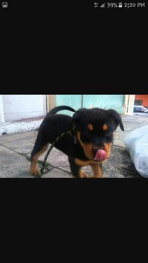 Rottweiler Hembra