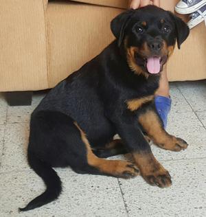 Rottweiler Servicio Monta