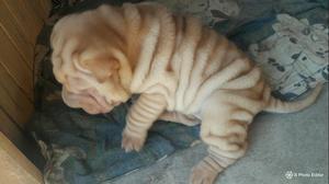 Sharpei