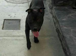 Vendo American Bully