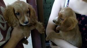 Vendo Cachorritos Cocker Spaniel