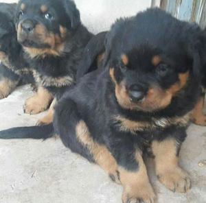 Vendo Lindos Cachorros Rrot Originales