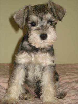 schnauzer toy