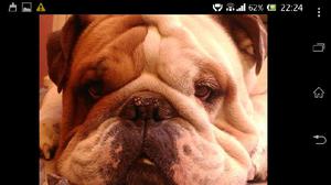 servicio de monta bulldog ingles