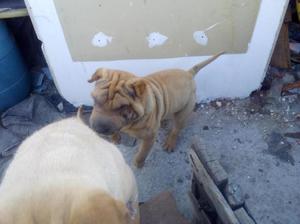 servicio de monta shar pei