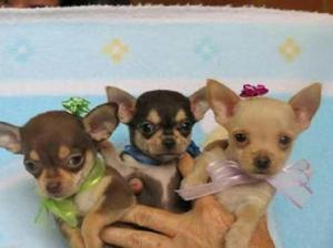 Chihuahua Toy en Variados Colores