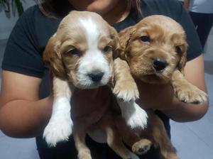 Perro Cocker Spaniel