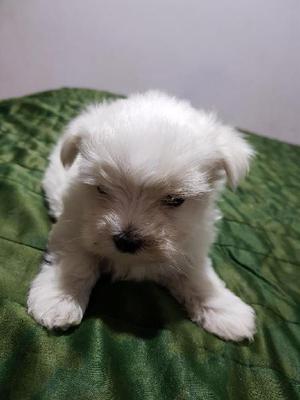 Venta de Bichon Maltes