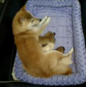 Akita Inu