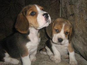 Adorables beagle