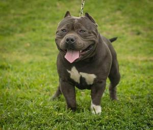 American Bully Disponible