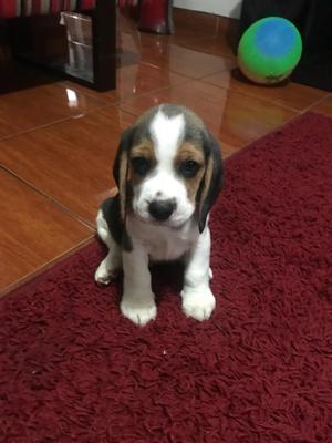 Beagle Cachorro Macho FULL Pedigree