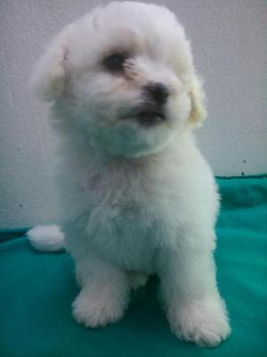 Bichon Frise Cachorro