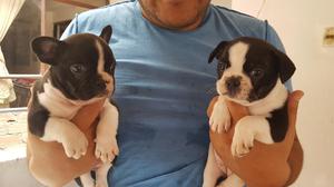 Bulldog Frances Cachorros