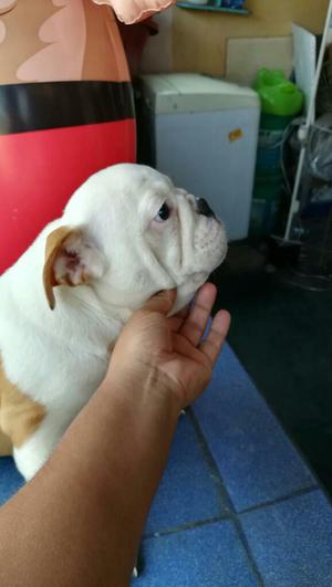 Bulldog Ingles Pedigree Plata