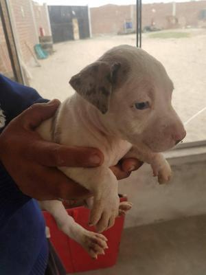 CACHORROS PITBULL A LA VENTA