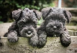 CACHORROS SCHNAUZER 