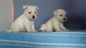 CACHORROS WESTY HIGHLAND