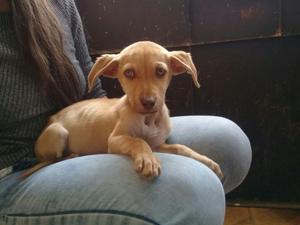 Cachorra Cruce de Chihuahua en Adopción