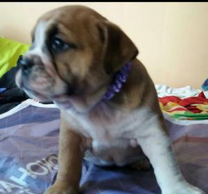 Cachorra Hembra Bulldog Ingles