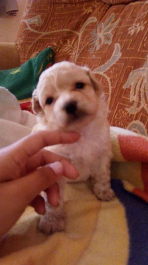 Cachorrita Poodle con Shih Tzu