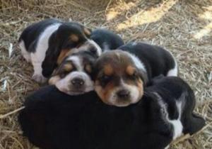 Cachorros Basset Hound