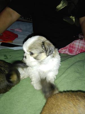 Cachorros Chitzu
