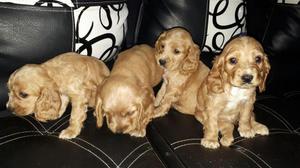 Cachorros Cocker Spaniel Venta